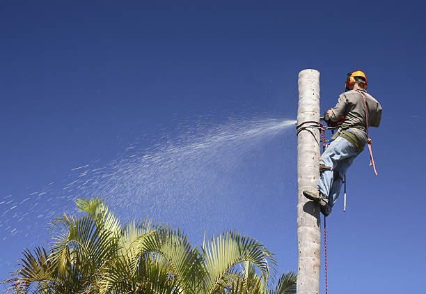 Best Storm Damage Tree Cleanup  in Bridgeport, OH