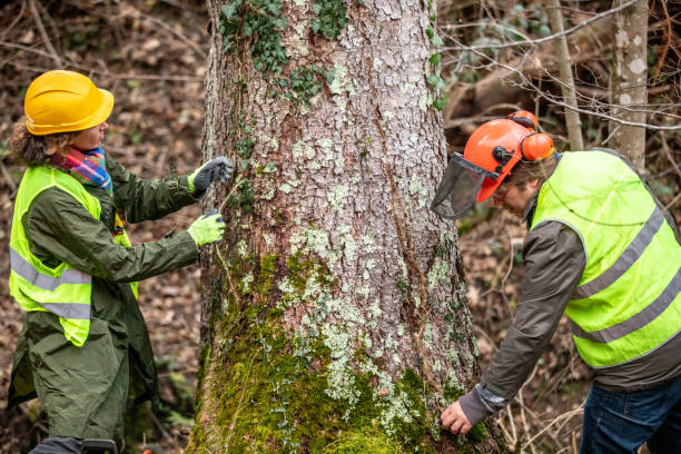 Best Root Management and Removal  in Bridgeport, OH