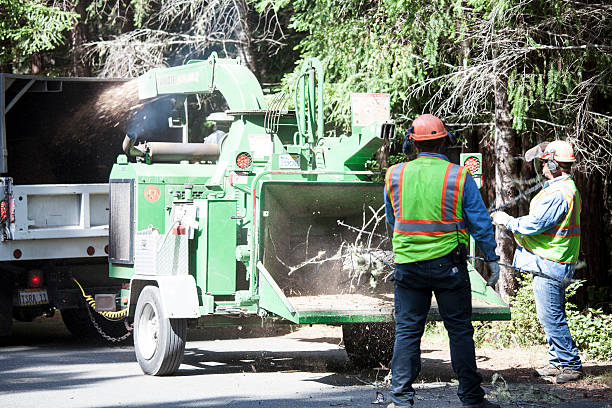 Best Utility Line Clearance  in Bridgeport, OH